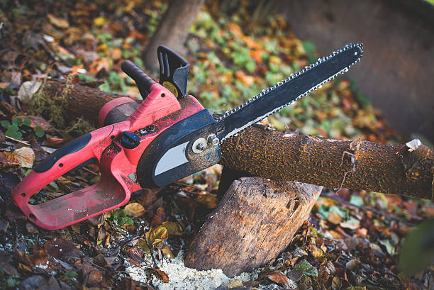 Best Lawn Maintenance Plans  in Fort Lauderdale, FL